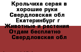 Крольчиха серая в хорошие руки - Свердловская обл., Екатеринбург г. Животные и растения » Отдам бесплатно   . Свердловская обл.